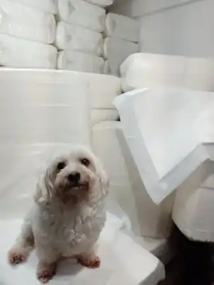 Cachorro feliz sobre tapetes higiênicos premium